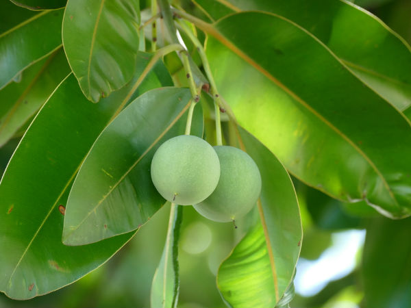 tamanu-oil-the-lost-secret-tonic-