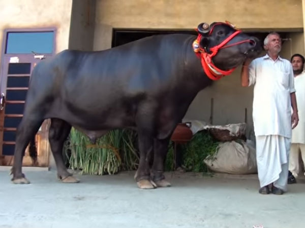 ಗೂಳಿಯ ಆಹಾರ