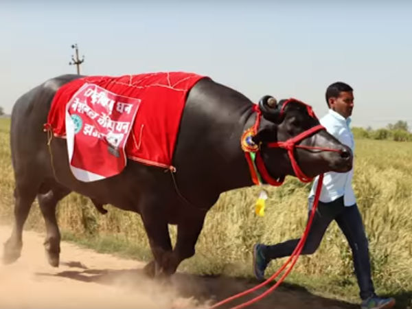 ಸ್ನಾನ ಇಷ್ಟಪಡುವ ಸುಲ್ತಾನ
