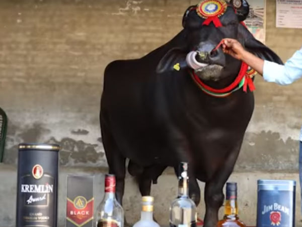 ಹುಟ್ಟುವ ಕರುಗಳು ಆರೋಗ್ಯವಾಗಿರುವುದು