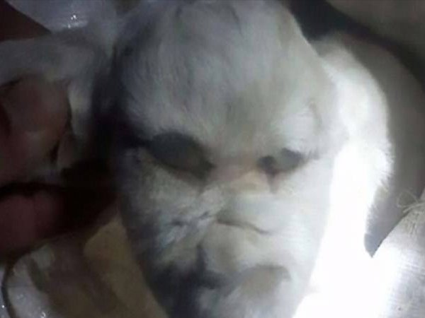 ಮಾಲಕಿಯ ವಿವರಣೆಯ ಪ್ರಕಾರ