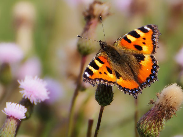 ನವೆಂಬರ್