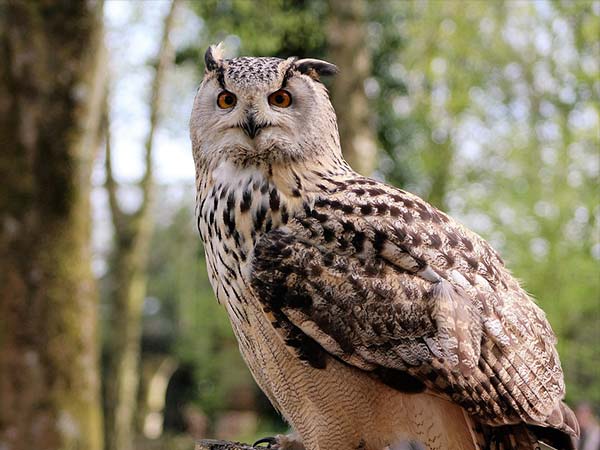 ಅರಣ್ಯ ಇಲಾಖೆಯಿಂದ ನಿಷೇಧ