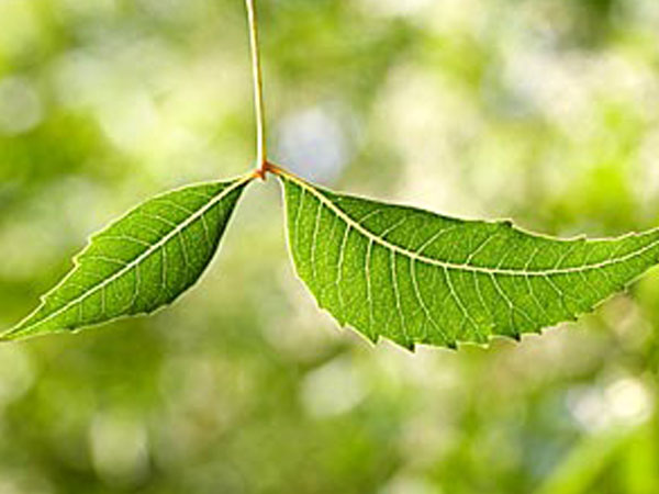 ಬೇವಿನ ಎಲೆಗಳು (ಕಹಿಬೇವು) 