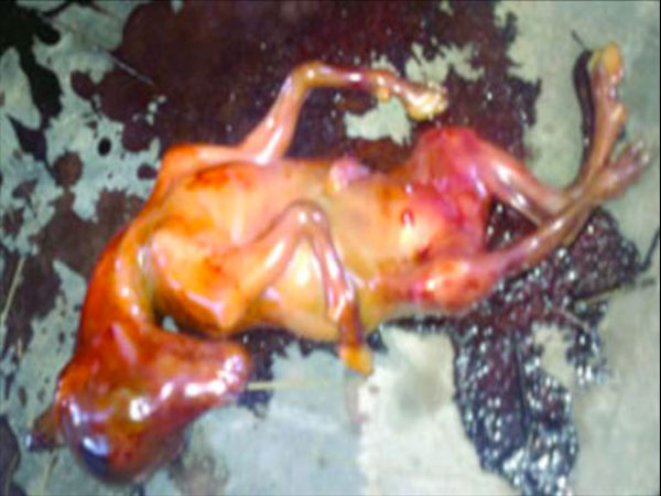 ಕುದುರೆಮಗು