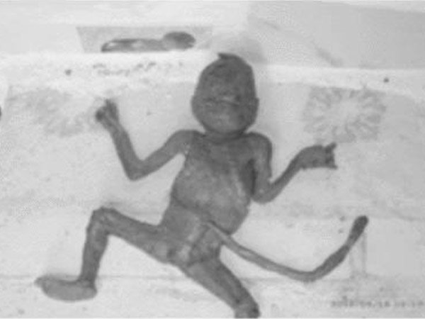 ಇಲಿಯಂತೆ ಕಾಣುವ ಮಗು! 