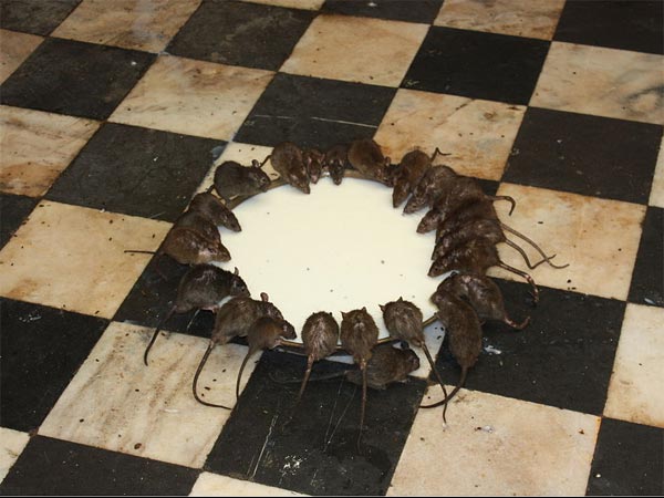 ಇಲಿ ದೇವಾಲಯ ಅಥವಾ ಕರ್ಣಿ ಮಾತಾ ದೇವಾಲಯ 