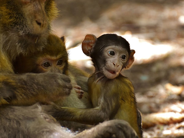 ಕಪಿಗಳ ದೇವಾಲಯ ಅಥವಾ ಗಾಲ್ತಾಜಿ ದೇವಸ್ಥಾನ