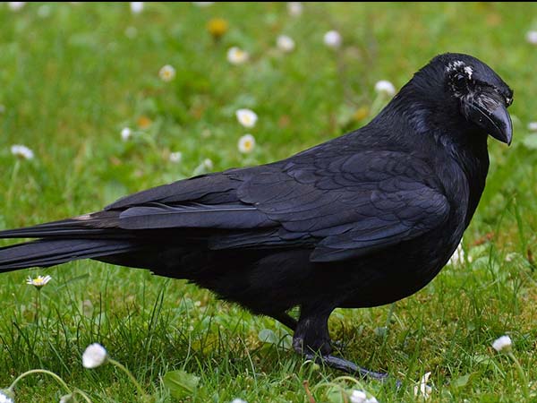 ಕಾಗೆಗಳಿಗೆ ಆಹಾರ ನೀಡಿ