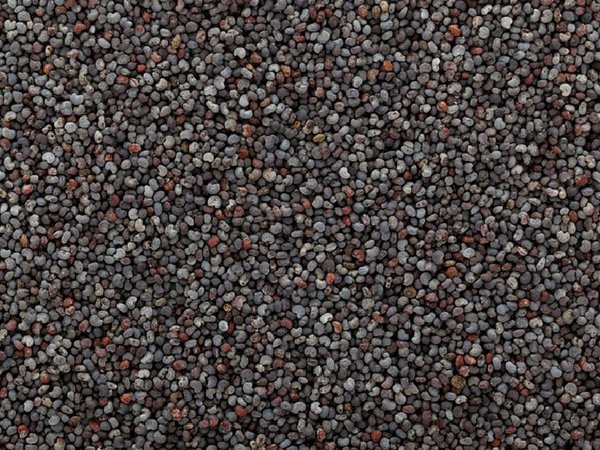 ಗಸಗಸೆ ಗಸಗಸೆ