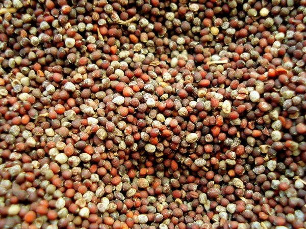 ಅಗಸೆ ಎಣ್ಣೆ (Flax Seed Oil)