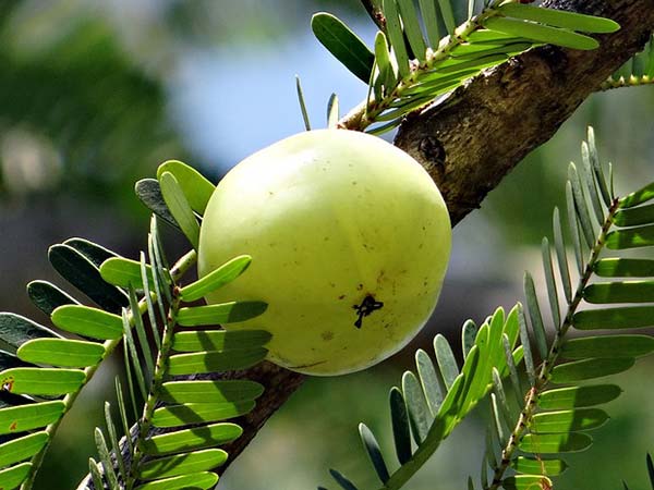 ಕೂದಲು ಉದುರುವುದನ್ನು ತಡೆಯಲು