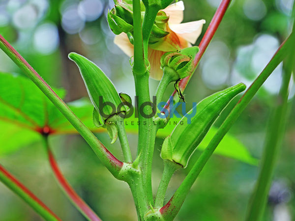 ತೂಕ ಕಳೆದುಕೊಳ್ಳಲು ನೆರವಾಗುತ್ತದೆ