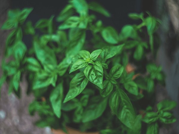 ತುಳಸಿ ಎಲೆಗಳು ತುಳಸಿ ಎಲೆಗಳು