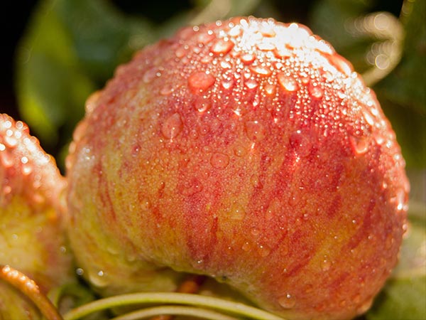  ಮೊಟ್ಟೆಯ ಬಿಳಿಭಾಗ + ಸೇಬಿನ ತಿರುಳು