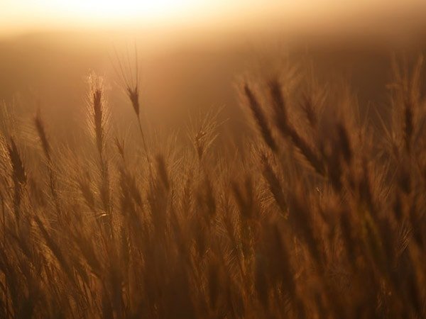 7 # ಜೀರ್ಣಕ್ರಿಯೆಯಲ್ಲಿ ಸಹಕರಿಸುತ್ತದೆ 7 # ಜೀರ್ಣಕ್ರಿಯೆಯಲ್ಲಿ ಸಹಕರಿಸುತ್ತದೆ