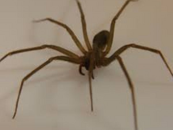 ಹೈಡ್ರೋಕಾರ್ಟಿಸೋನ್ 1% ಕ್ರೀಂ ಹೈಡ್ರೋಕಾರ್ಟಿಸೋನ್ 1% ಕ್ರೀಂ