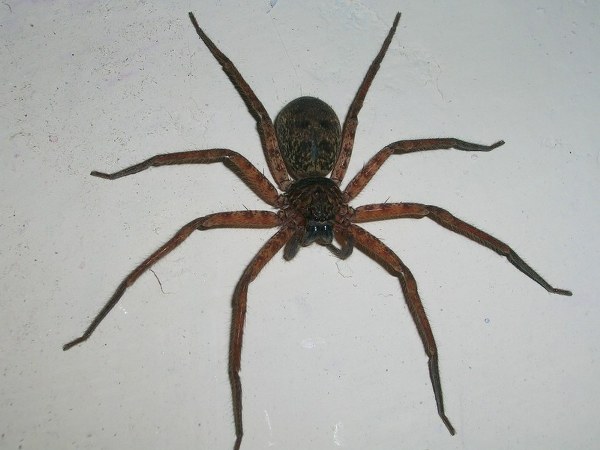 ಅಂಟಿಬಯಾಟಿಕ್ ಲೋಷನ್ ಅಥವಾ ಕ್ರೀಂ ಅಂಟಿಬಯಾಟಿಕ್ ಲೋಷನ್ ಅಥವಾ ಕ್ರೀಂ