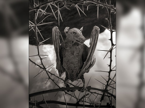 ಈ ವಿದ್ಯಮಾನಕ್ಕೆ ವೈಜ್ಞಾನಿಕ ಕಾರಣವಿದೆ