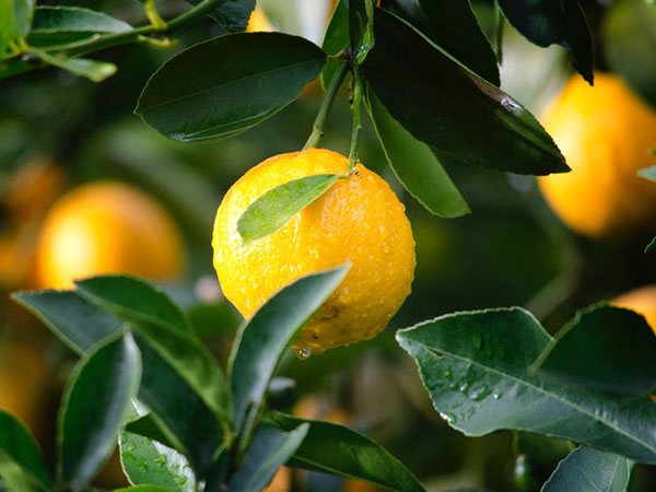 ಈರುಳ್ಳಿ ರಸ ಹಾಗೂ ನಿಂಬೆ ರಸ 