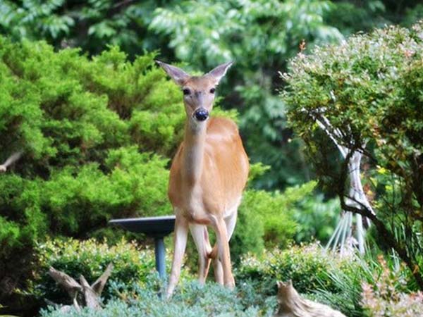 ಪ್ರಾಣಿಗಳನ್ನು ದೂರ ಇಡುತ್ತವೆ ಪ್ರಾಣಿಗಳನ್ನು ದೂರ ಇಡುತ್ತವೆ