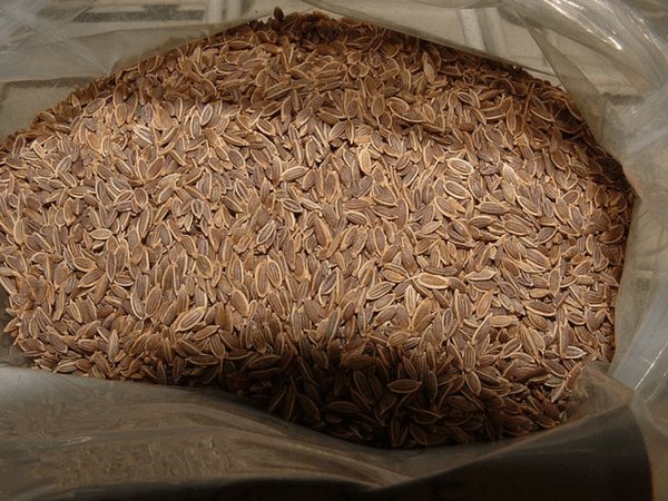 ಸಬ್ಬಸಿಗೆ ಬೀಜಗಳು ಸಬ್ಬಸಿಗೆ ಬೀಜಗಳು