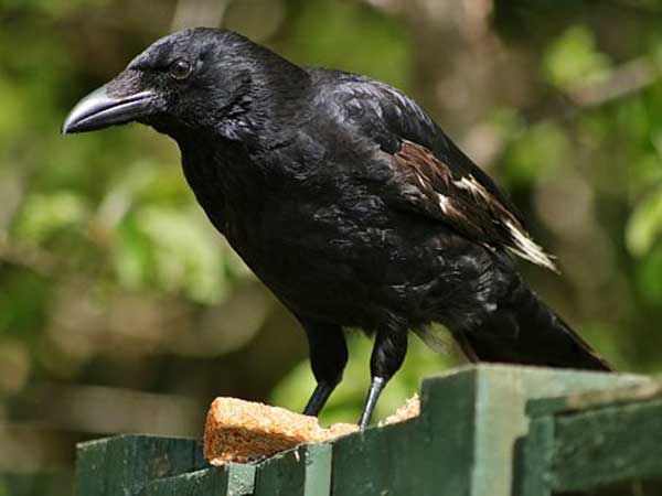 ಇದು ಸಾವನ್ನು ಸೂಚಿಸುತ್ತದೆ