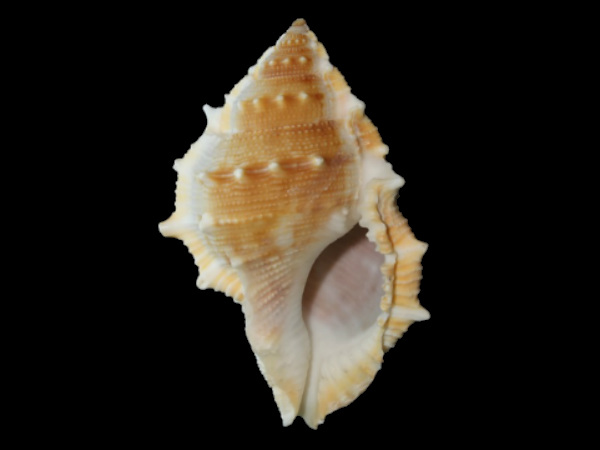 ಶಂಖದ ಪೂಜಾ ವಿಧಿ