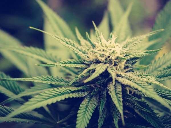 ವೀಡ್ ವೀಡ್