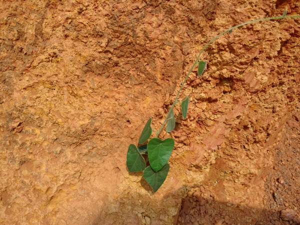 ದೇಹಕ್ಕೆ ತಂಪು ನೀಡುವ ಹೆಬ್ಬಾಡಿ ಸೊಪ್ಪು