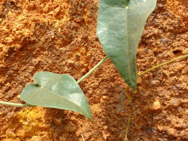 ಉರಿಮೂತ್ರ ಸಮಸ್ಯೆಗೆ ಪರಿಹಾರ ನೀಡುತ್ತೆ