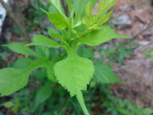 ಬಟರ್ ಫ್ರೂಟ್ ಹಣ್ಣಿನ ಜ್ಯೂಸ್ ನ್ನೂ ಮೀರಿಸುವ ಗುಣ ಇದರಲ್ಲಿದೆ