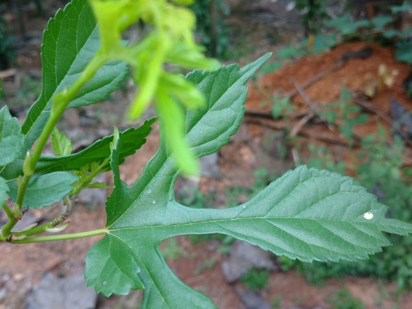 ಬಟರ್ ಫ್ರೂಟ್ ಹಣ್ಣಿನ ಜ್ಯೂಸ್ ನ್ನೂ ಮೀರಿಸುವ ಗುಣ ಇದರಲ್ಲಿದೆ