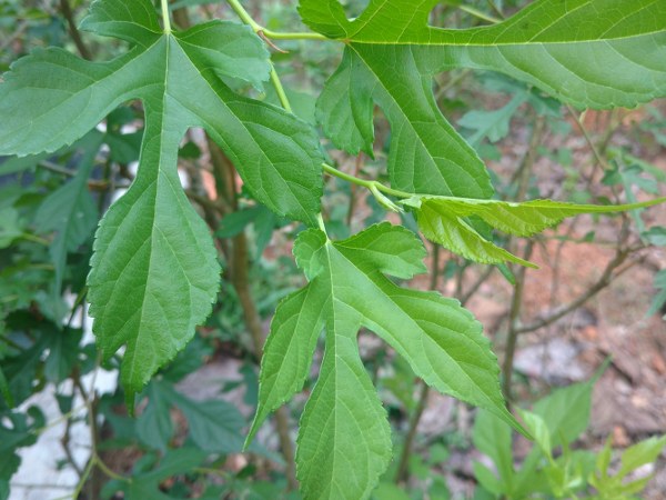 ಮಾಡುವ ಬಗೆ..