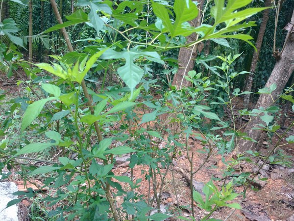 ಬಿಸಿಲಿನ ಬೇಗೆಯಿಂದ ರಕ್ಷಣೆ