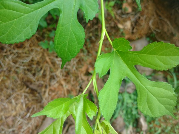 ದೇಹದ ಉಷ್ಣತೆಯನ್ನು ಕಡಿಮೆಗೊಳಿಸುತ್ತೆ