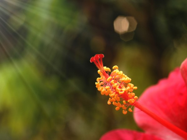 ಹೃದಯದ ಆರೋಗ್ಯಕ್ಕೆ ಬಹಳ ಒಳ್ಳೆಯದು