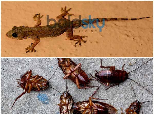 ಹಲ್ಲಿಗಳಿಗಾಗಿ 