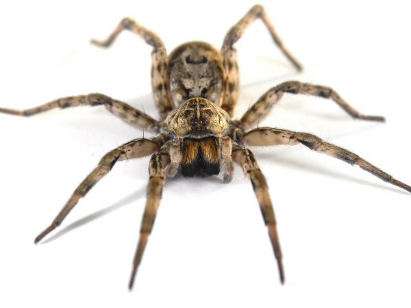 ಈಕೆಯ ಕಿವಿಯಿಂದ ಶಸ್ತ್ರಚಿಕಿತ್ಸೆಯ ಮೂಲಕ ಜೇಡನನ್ನು ಹೊರತೆಗೆಯುವುದು ಭಾರೀ ಕಷ್ಟಕರವಾಗಿತ್ತು ಈಕೆಯ ಕಿವಿಯಿಂದ ಶಸ್ತ್ರಚಿಕಿತ್ಸೆಯ ಮೂಲಕ ಜೇಡನನ್ನು ಹೊರತೆಗೆಯುವುದು ಭಾರೀ ಕಷ್ಟಕರವಾಗಿತ್ತು