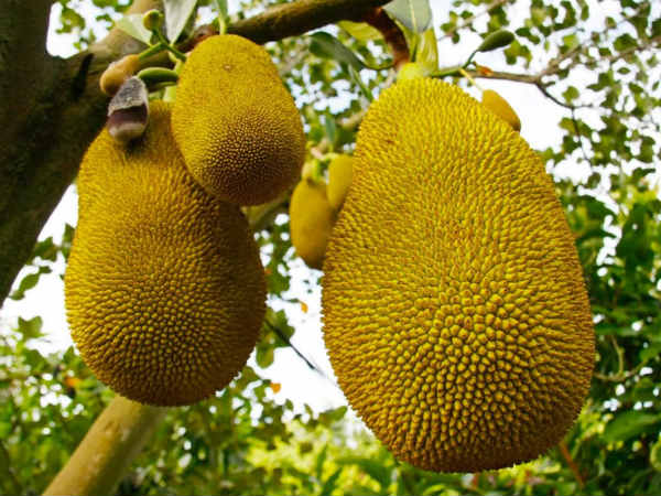 13. ಕಣ್ಣುಗಳ ಆರೋಗ್ಯವನ್ನು ವೃದ್ಧಿಸುತ್ತೆ