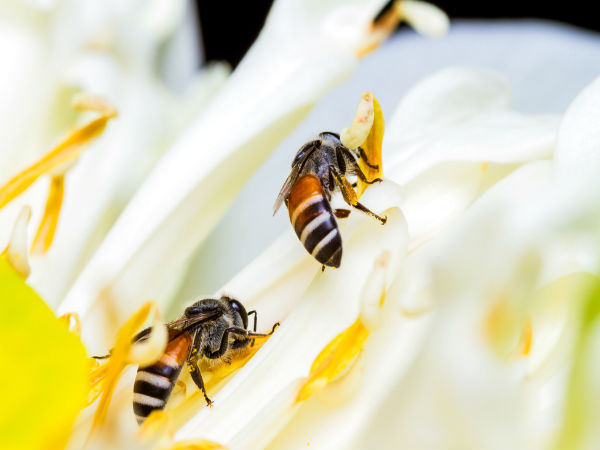 ಜೇನುಗೂಡುಗಳಿಗೆ ಹೊಗೆ ಹಾಕುವ ಪ್ರಕ್ರಿಯೆ 
