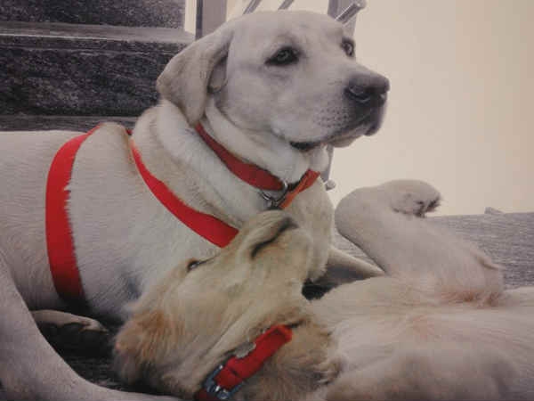 ಮಾಲಿಕರಗೂ ಈ ನಾಯಿ ಅಂದರೆ ಅಚ್ಚುಮೆಚ್ಚು ಮಾಲಿಕರಗೂ ಈ ನಾಯಿ ಅಂದರೆ ಅಚ್ಚುಮೆಚ್ಚು