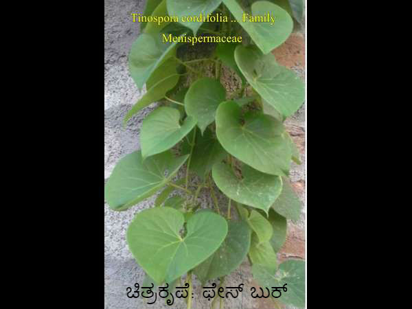 10.ಕುರ/ಕೀವು ತುಂಬಿದ ಗಾಯ: