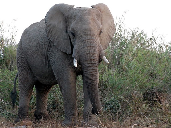 ಆನೆಗೆ ನೀರಿನ ರಭಸಕ್ಕೆ ಮುಂದೆ ಸಾಗುವುದಕ್ಕೆ ಸಾಧ್ಯವಾಗಲೇ ಇಲ್ಲ