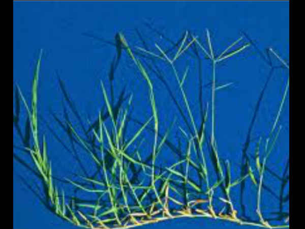 ಬಾಳೆಹಣ್ಣು ಬಾಳೆಹಣ್ಣು