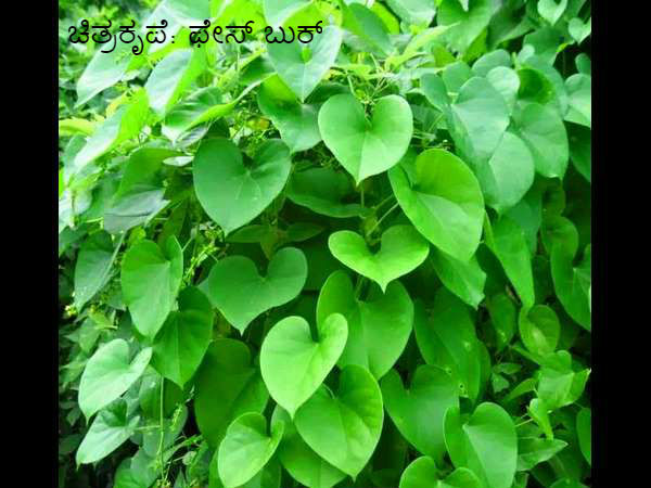 5. ಹುಳಿ ತೇಗು ಅಥವಾ ಗ್ಯಾಸ್ಟ್ರಿಕ್