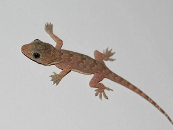 ಮಹಿಳೆಯ ದೇಹದ ಬಲಭಾಗದಲ್ಲಿ ಹಲ್ಲಿ ಬಿದ್ದರೆ