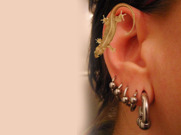 ಬಲ ತಲೆಯ ಮೇಲೆ ಹಲ್ಲಿ ಬಿದ್ದರೆ