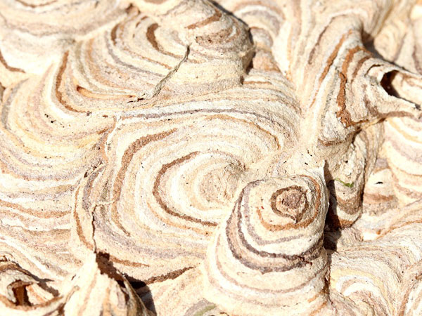 ಇದು ಯೋನಿಯನ್ನು ಒಣಗಿಸುವುದು