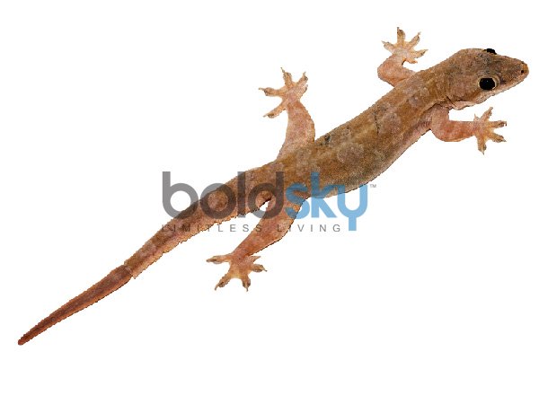 ಎಡಭಾಗದಿಂದ ಅದು ಬಂದರೆ